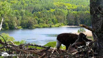 VINS Bald Eagles Nest Live Cams - May 26, 2026, 1:37pm EDT