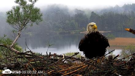 VINS Bald Eagles Nest Live Cams - May 14, 2026, 9:01am EDT