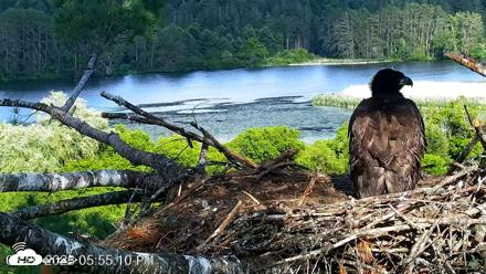 VINS Bald Eagles Nest Live Cams - Jun 20, 2026, 5:55pm EDT