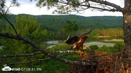VINS Bald Eagles Nest Live Cams - Jul 9, 2026, 7:09pm EDT