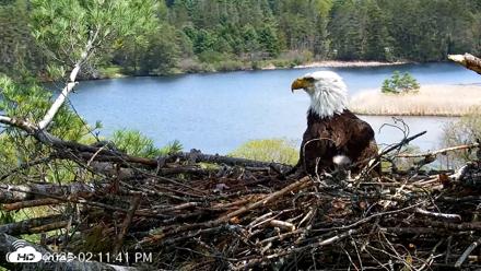 VINS Bald Eagles Nest Live Cams - May 10, 2026, 2:12pm EDT
