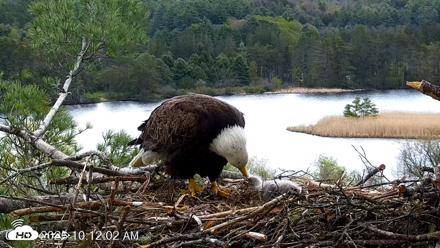 VINS Bald Eagles Nest Live Cams - May 8, 2026, 10:13am EDT