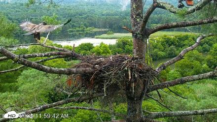 VINS Bald Eagles Nest Live Cams - Jul 30, 2026, 12:00pm EDT