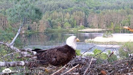 VINS Bald Eagles Nest Live Cams - May 30, 2026, 8:30pm EDT
