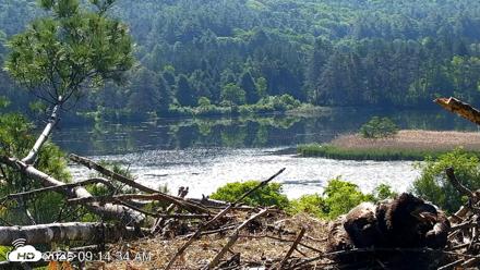VINS Bald Eagles Nest Live Cams - Jun 9, 2026, 9:15am EDT
