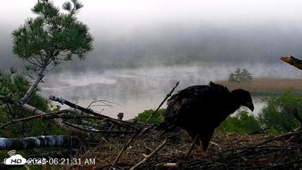 VINS Bald Eagles Nest Live Cams - Jun 8, 2026, 6:22am EDT
