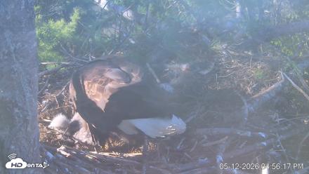 VINS Bald Eagles Nest Live Cams - May 12, 2026, 4:57pm EDT