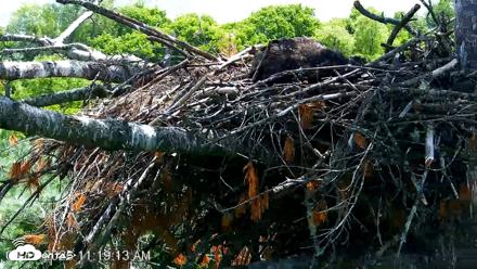 VINS Bald Eagles Nest Live Cams - Jun 19, 2026, 11:20am EDT