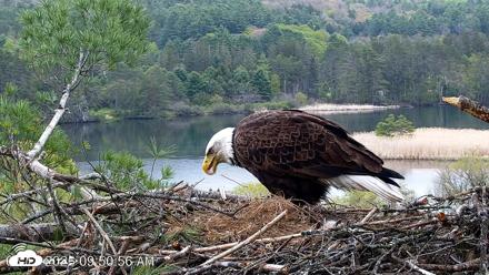 VINS Bald Eagles Nest Live Cams - May 13, 2026, 9:51am EDT