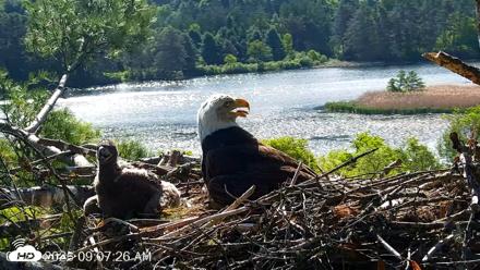 VINS Bald Eagles Nest Live Cams - May 28, 2026, 9:08am EDT