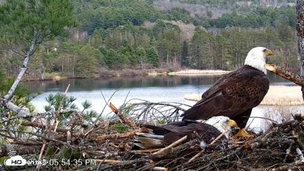 VINS Bald Eagles Nest Live Cams - Apr 25, 2026, 5:55pm EDT