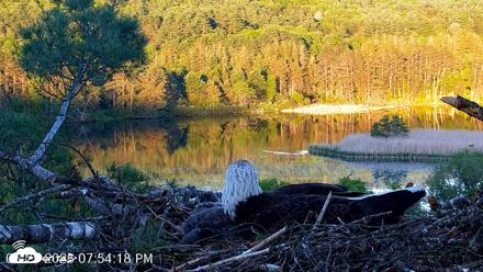VINS Bald Eagles Nest Live Cams - May 25, 2026, 7:54pm EDT