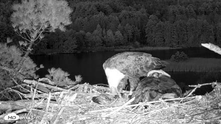 VINS Bald Eagles Nest Live Cams - May 11, 2026, 8:32pm EDT