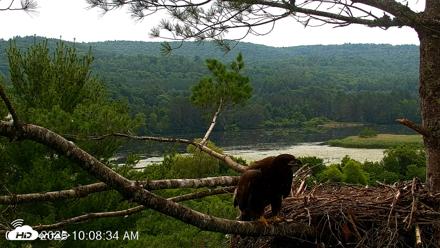 VINS Bald Eagles Nest Live Cams - Jul 14, 2026, 10:09am EDT