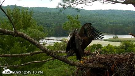 VINS Bald Eagles Nest Live Cams - Jul 15, 2026, 12:50pm EDT