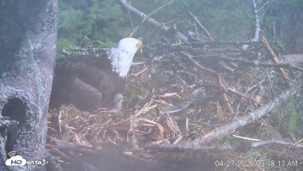 VINS Bald Eagles Nest Live Cams - Apr 27, 2026, 9:39am EDT