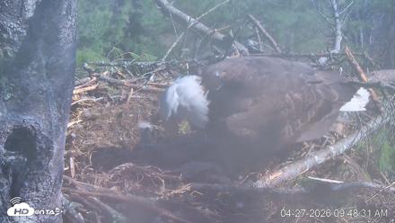 VINS Bald Eagles Nest Live Cams - Apr 27, 2026, 9:49am EDT