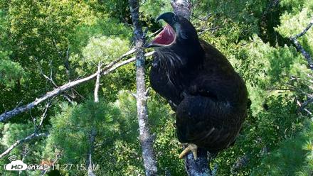 VINS Bald Eagles Nest Live Cams - Jul 27, 2026, 11:28am EDT