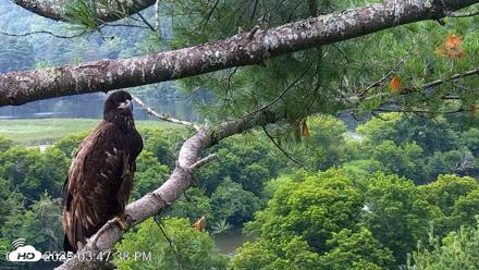VINS Bald Eagles Nest Live Cams - Jul 21, 2026, 3:48pm EDT
