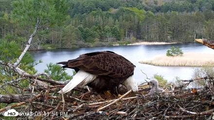 VINS Bald Eagles Nest Live Cams - May 11, 2026, 5:42pm EDT