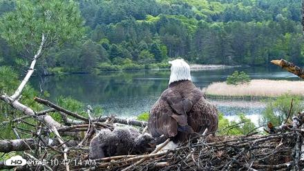 VINS Bald Eagles Nest Live Cams - May 23, 2026, 10:48am EDT