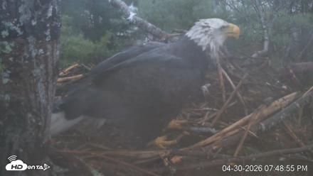 VINS Bald Eagles Nest Live Cams - Apr 30, 2026, 7:49pm EDT
