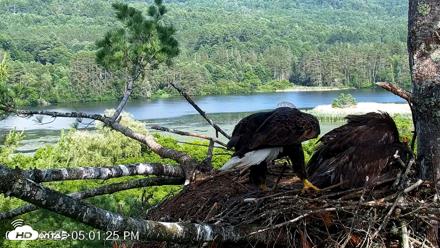 VINS Bald Eagles Nest Live Cams - Jul 2, 2026, 5:02pm EDT