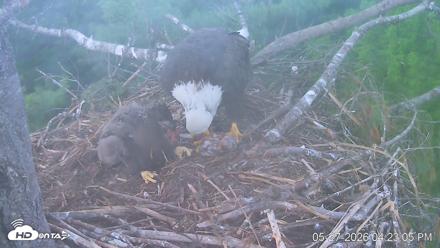 VINS Bald Eagles Nest Live Cams - May 27, 2026, 4:24pm EDT