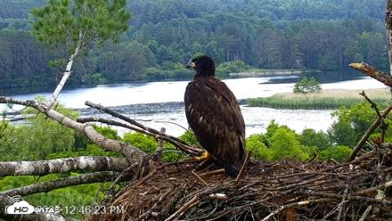 VINS Bald Eagles Nest Live Cams - Jun 26, 2026, 12:47pm EDT