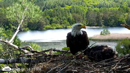 VINS Bald Eagles Nest Live Cams - Jun 2, 2026, 1:14pm EDT