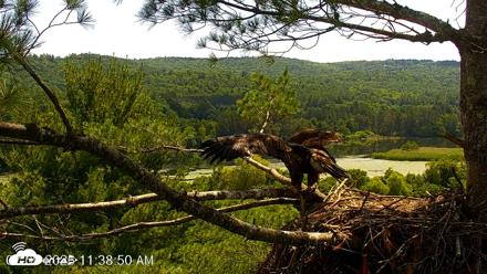 VINS Bald Eagles Nest Live Cams - Jul 9, 2026, 11:39am EDT