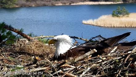 VINS Bald Eagles Nest Live Cams - Apr 6, 2026, 4:10pm EDT