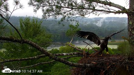 VINS Bald Eagles Nest Live Cams - Jul 7, 2026, 10:15am EDT