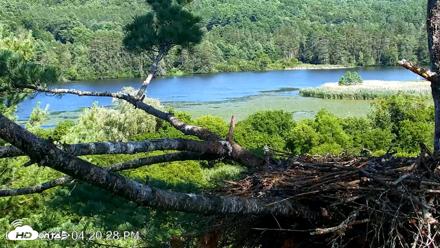 VINS Bald Eagles Nest Live Cams - Jul 23, 2026, 4:21pm EDT