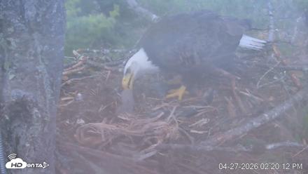 VINS Bald Eagles Nest Live Cams - Apr 27, 2026, 2:20pm EDT