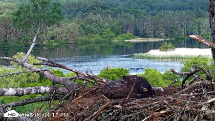VINS Bald Eagles Nest Live Cams - Jun 18, 2026, 6:05pm EDT