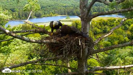 VINS Bald Eagles Nest Live Cams - Aug 19, 2026, 1:37pm EDT