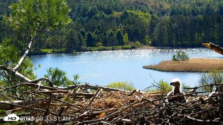 VINS Bald Eagles Nest Live Cams - May 11, 2026, 9:34am EDT