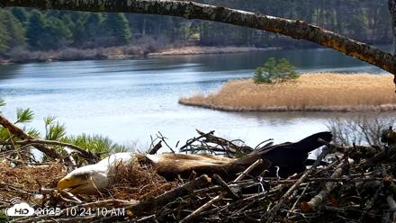 VINS Bald Eagles Nest Live Cams - Apr 12, 2026, 10:24am EDT