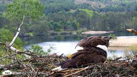 VINS Bald Eagles Nest Live Cams - May 13, 2026, 2:02pm EDT