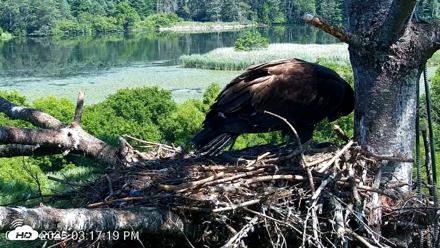 VINS Bald Eagles Nest Live Cams - Jul 24, 2026, 3:18pm EDT