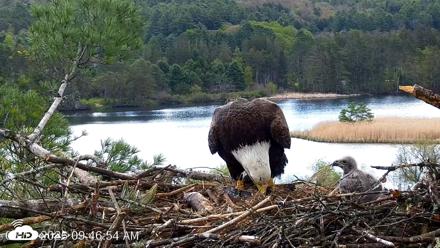 VINS Bald Eagles Nest Live Cams - May 12, 2026, 9:47am EDT