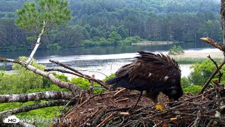VINS Bald Eagles Nest Live Cams - Jun 26, 2026, 9:34am EDT