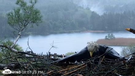 VINS Bald Eagles Nest Live Cams - May 14, 2026, 8:08pm EDT