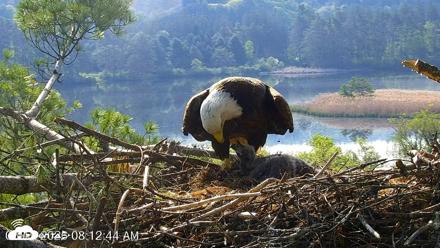 VINS Bald Eagles Nest Live Cams - May 19, 2026, 8:13am EDT
