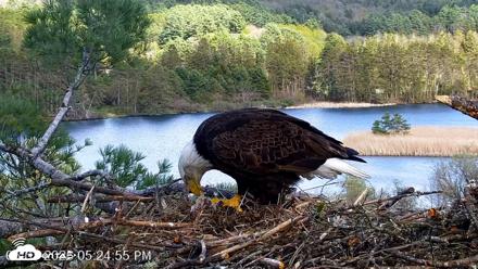 VINS Bald Eagles Nest Live Cams - May 7, 2026, 5:25pm EDT