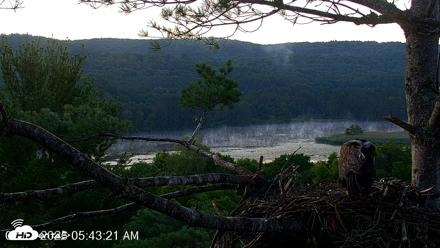 VINS Bald Eagles Nest Live Cams - Jul 17, 2026, 5:44am EDT