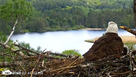 VINS Bald Eagles Nest Live Cams - May 19, 2026, 2:44pm EDT