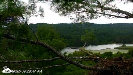 VINS Bald Eagles Nest Live Cams - Jul 19, 2026, 9:31am EDT