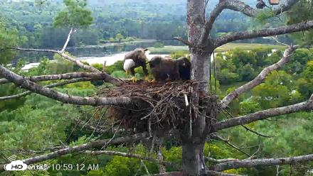 VINS Bald Eagles Nest Live Cams - Aug 22, 2026, 10:59am EDT